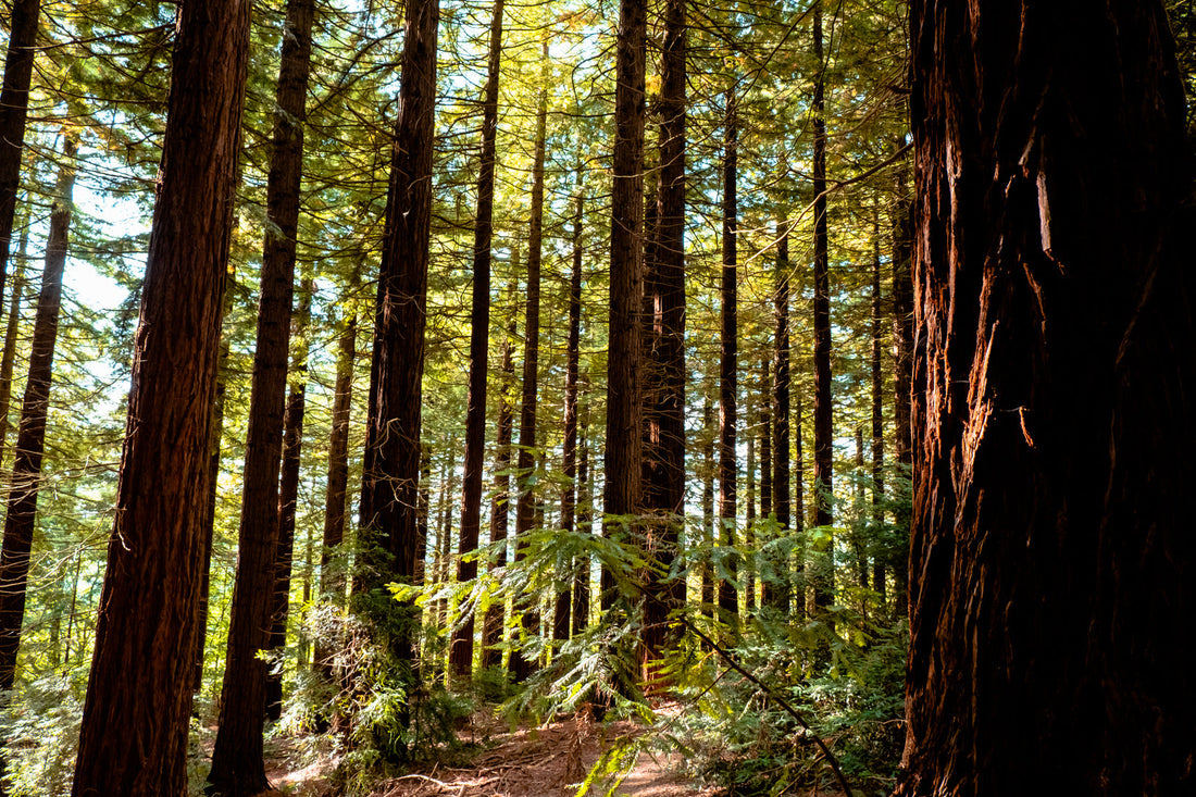 The Standing Value of Sequoias: The Environmental Importance of Giant Sequoias in Combating Climate Change