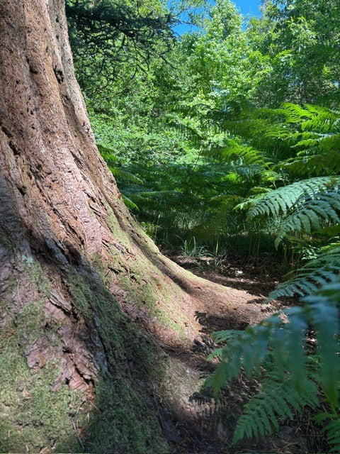 Giant Sequoia Biodiversity Alert!