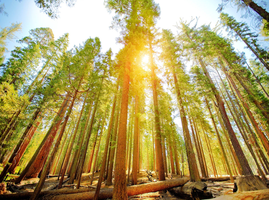 Archangel Champion Giant Sequoia Trees Growing In The UK