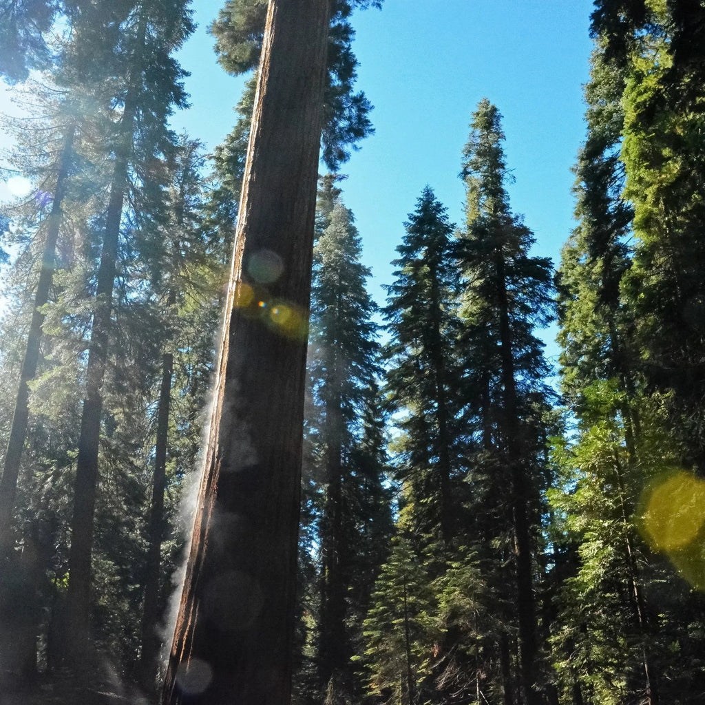 Giant Sequoia Legacy Tree