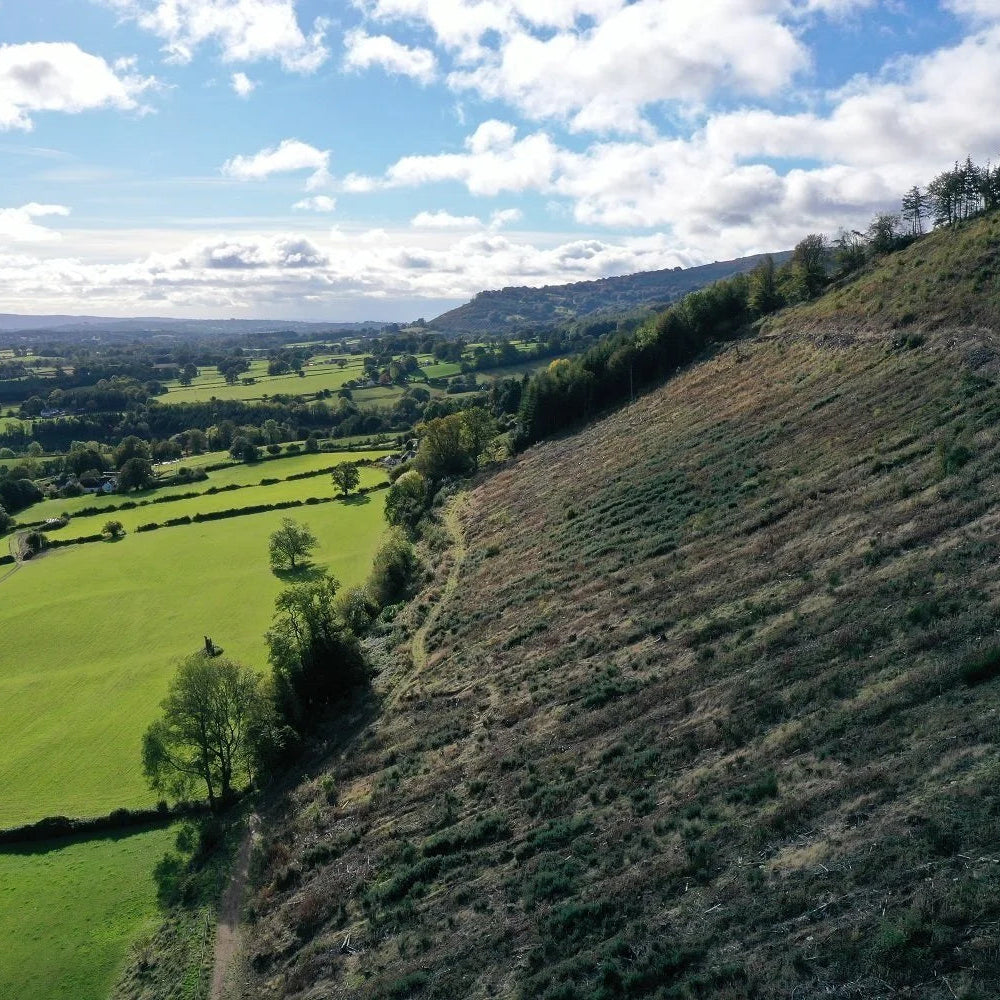 Giant Sequoia Legacy Tree