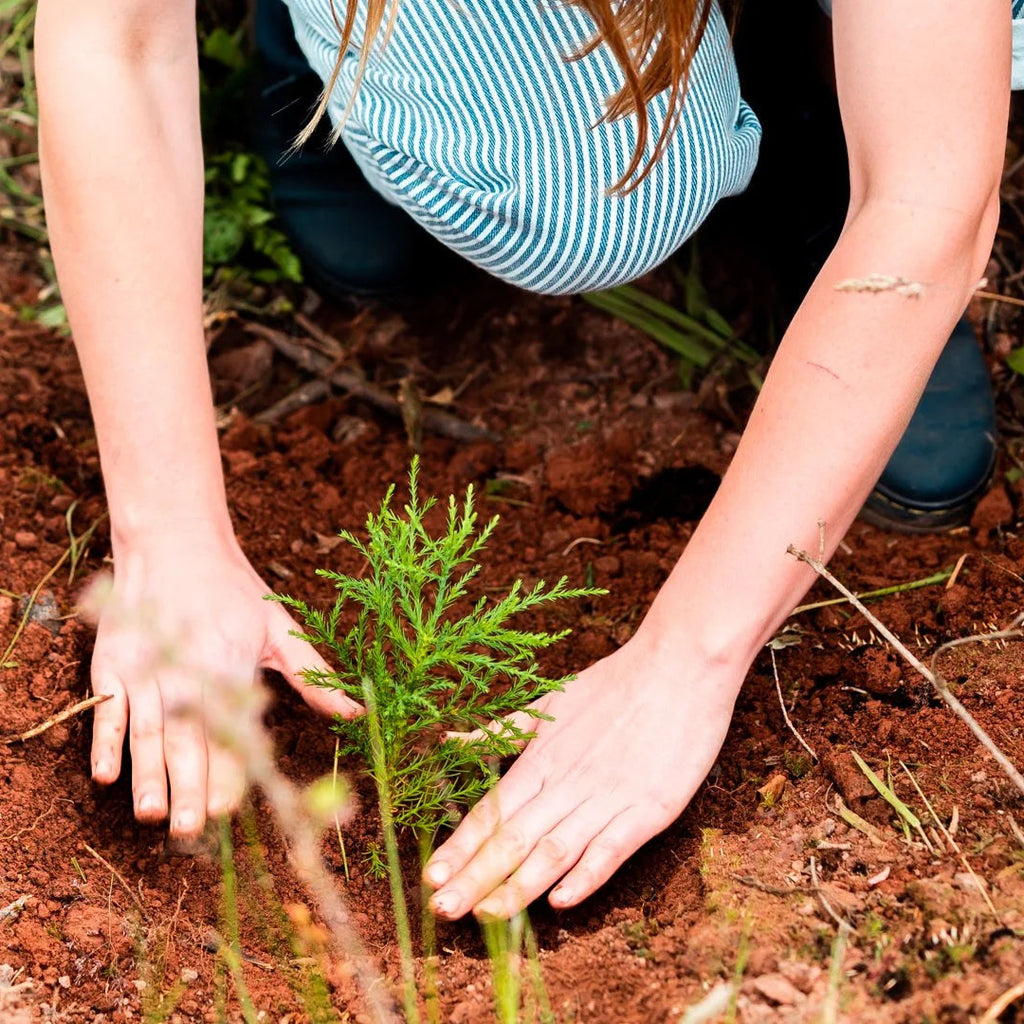 Giant Sequoia Legacy Tree