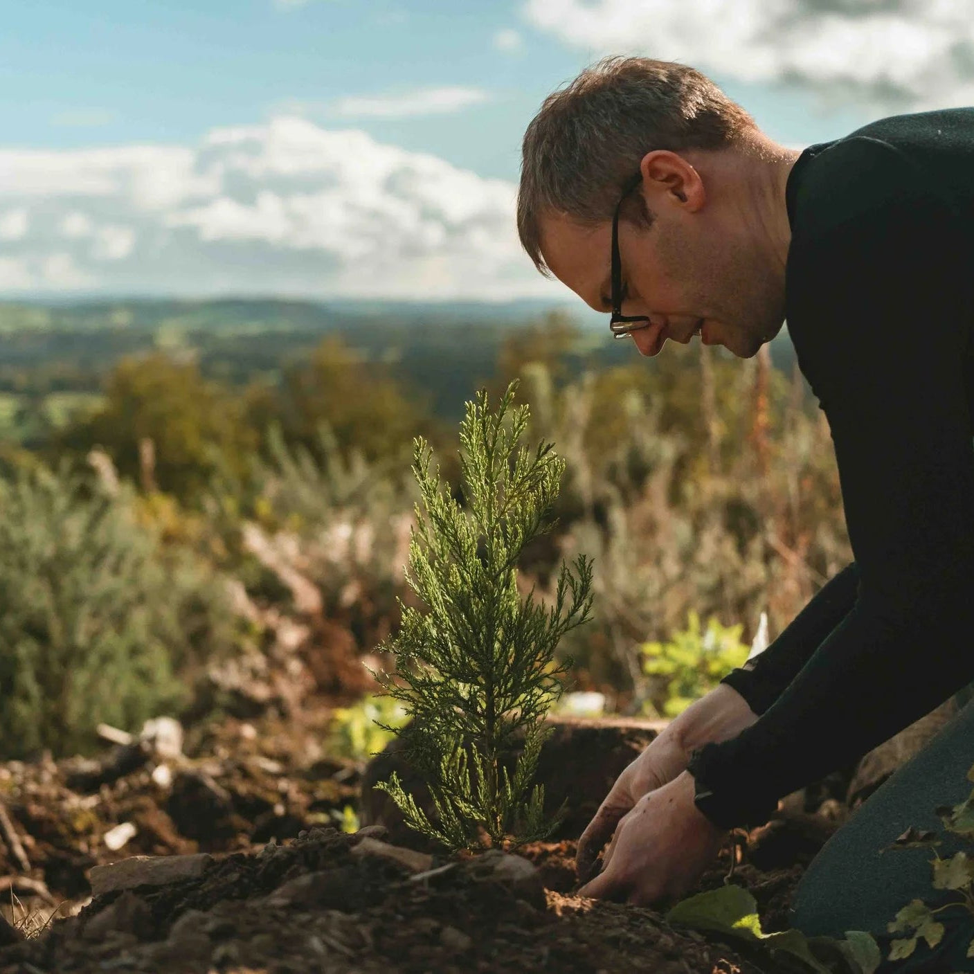 Giant Sequoia Legacy Tree