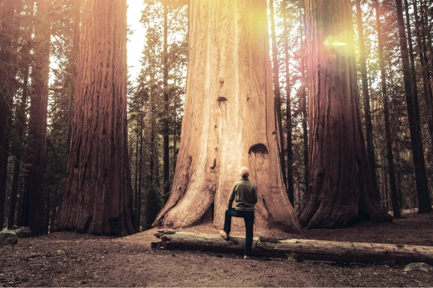 Giant Sequoia Legacy Tree