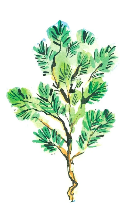 The Sequoia Story Children's Book